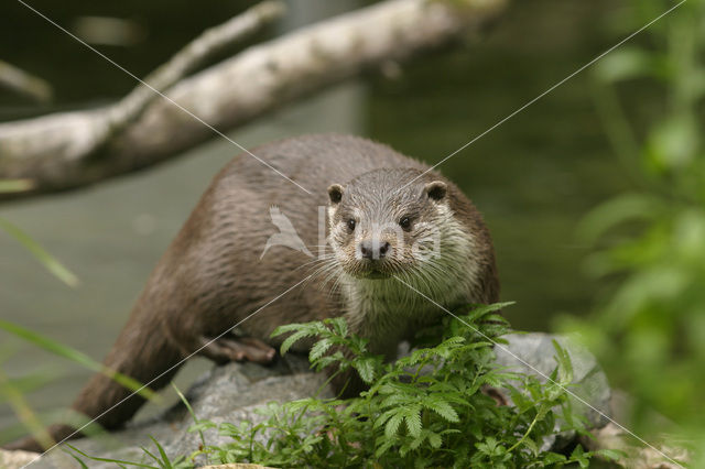 Visotter