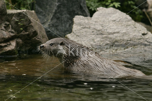 Visotter