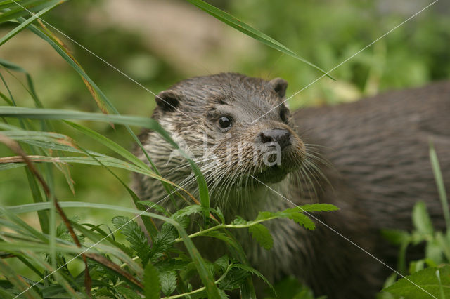 Visotter