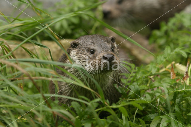 Visotter