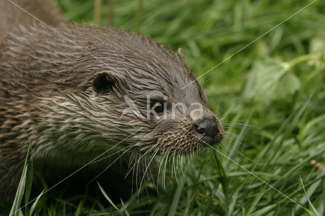 Visotter