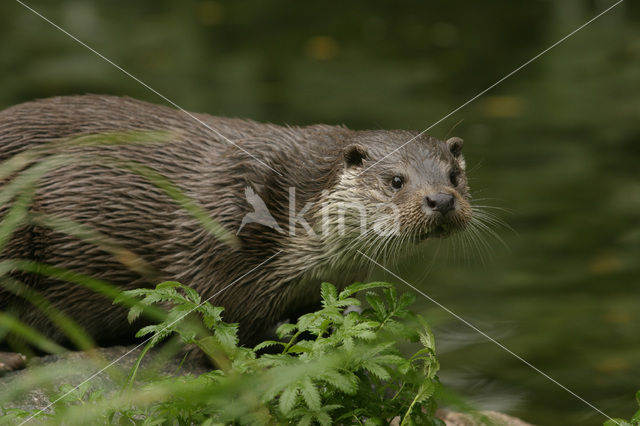 Visotter