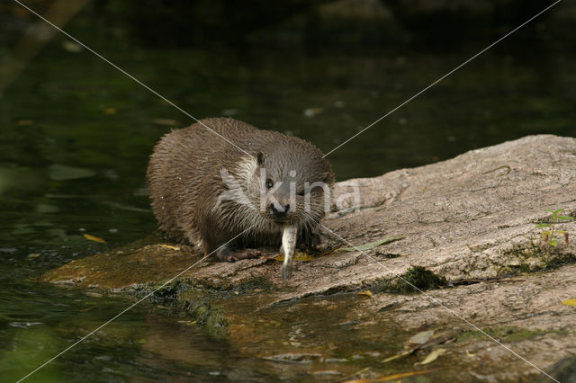 Visotter