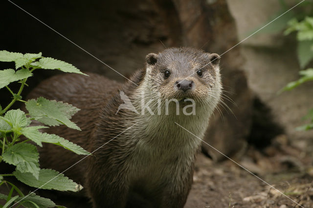 Visotter