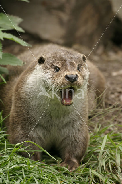 Visotter