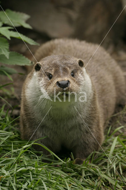 Visotter