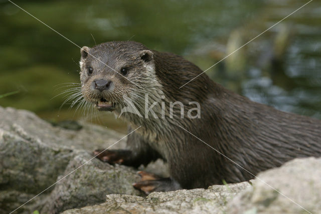 Visotter