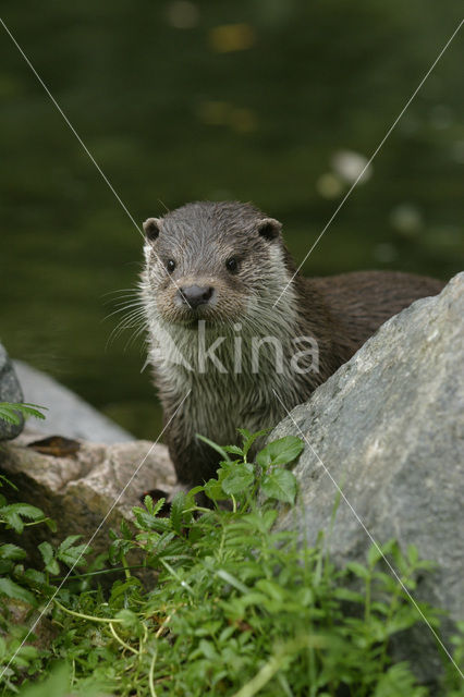 Visotter