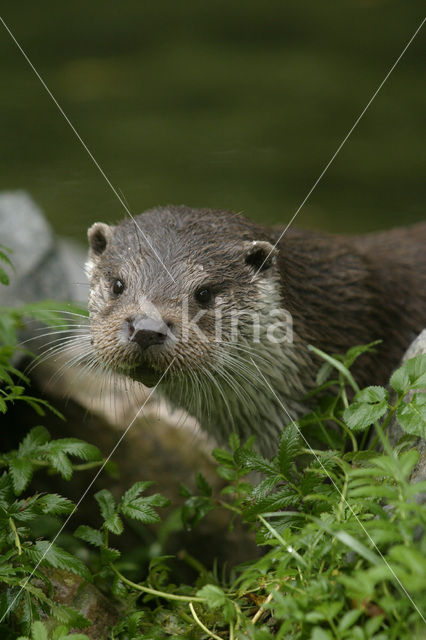 Visotter