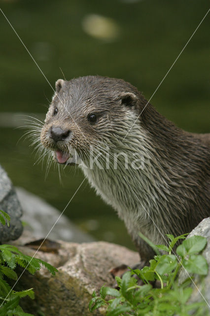 Visotter