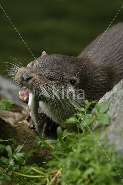 Visotter