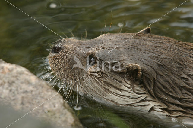 Visotter