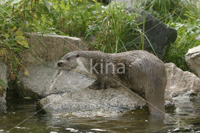 Visotter