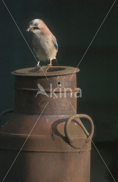 Vlaamse Gaai (Garrulus glandarius)