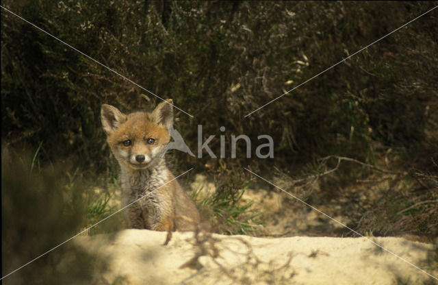 Vos (Vulpes vulpes)