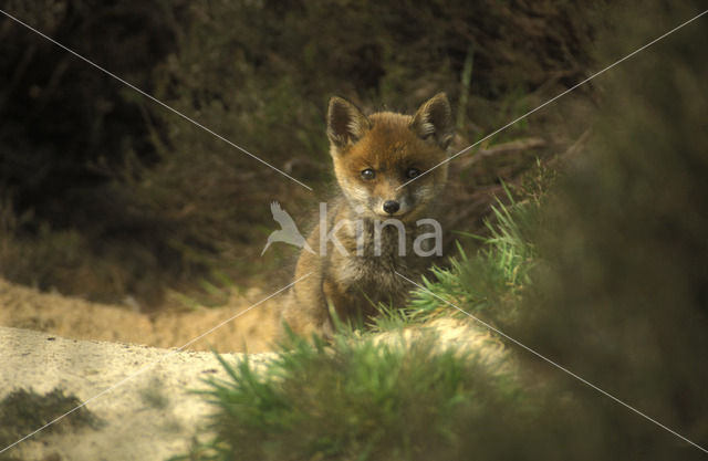 Vos (Vulpes vulpes)