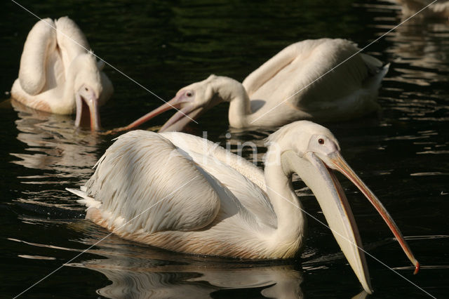 Roze Pelikaan (Pelecanus onocrotalus)