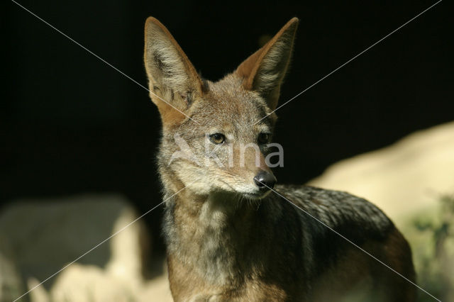 Zadeljakhals (Canis mesomelas)