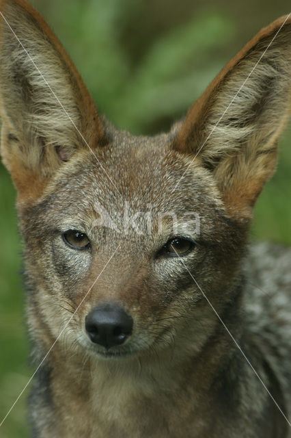 Zadeljakhals (Canis mesomelas)