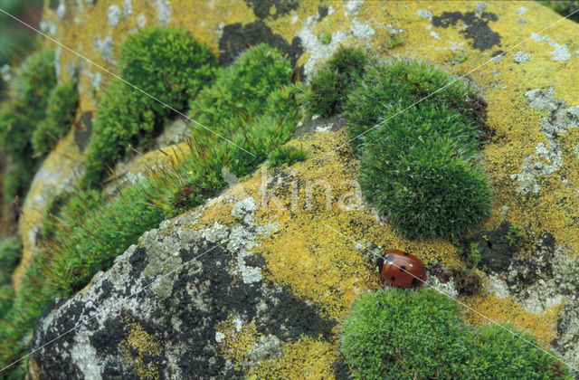 Zevenstippelig lieveheersbeestje (Coccinella septempunctata