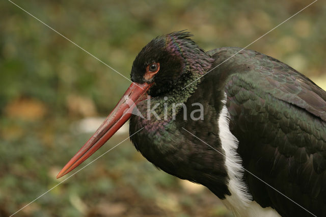 Zwarte Ooievaar (Ciconia nigra)