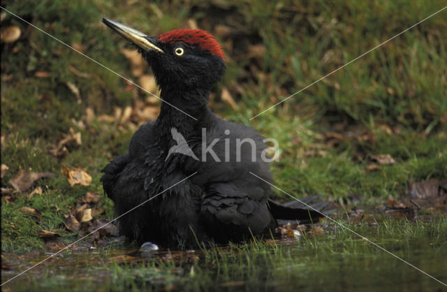 Zwarte Specht (Dryocopus martius)