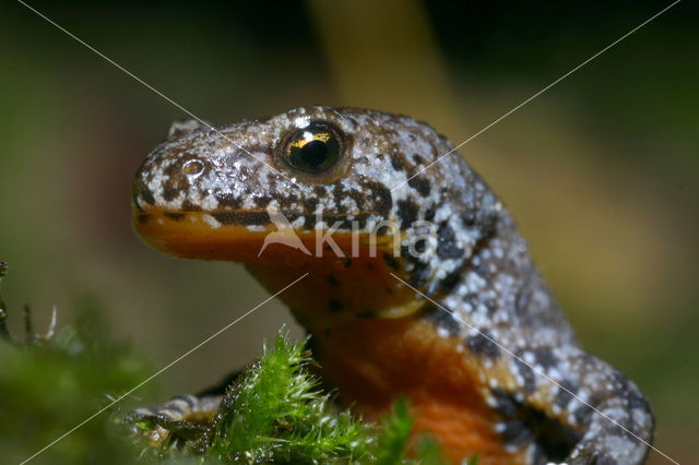 Alpenwatersalamander