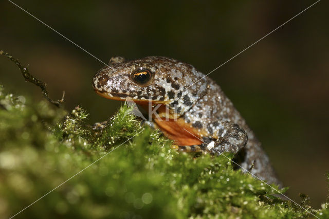 Alpenwatersalamander