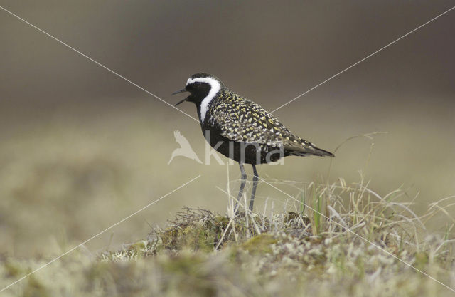 Amerikaanse Goudplevier (Pluvialis dominica)