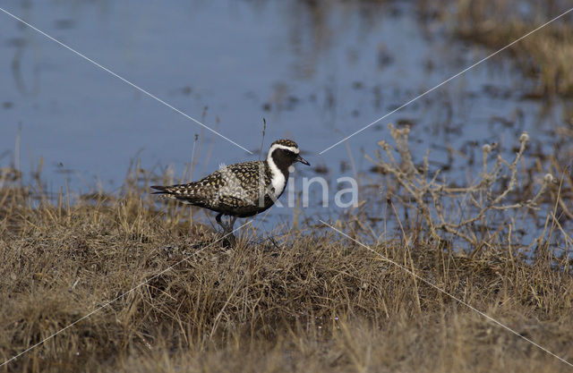 Amerikaanse Goudplevier (Pluvialis dominica)