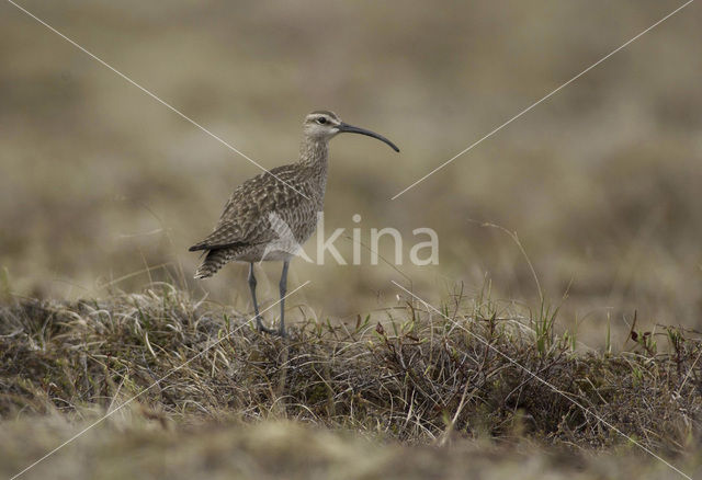 Amerikaanse regenwulp (Numenius phaeopus hudsonicus)