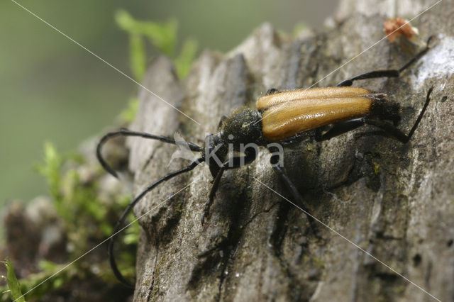 Anastrangalia sanguinolenta