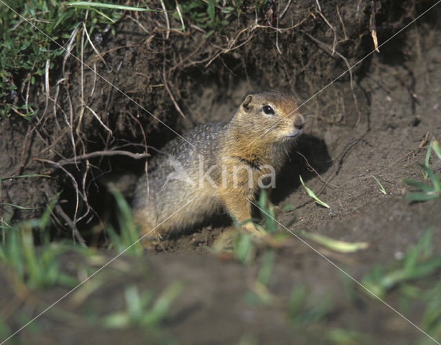 Arctische grondeekhoorn (Citellus parryi)