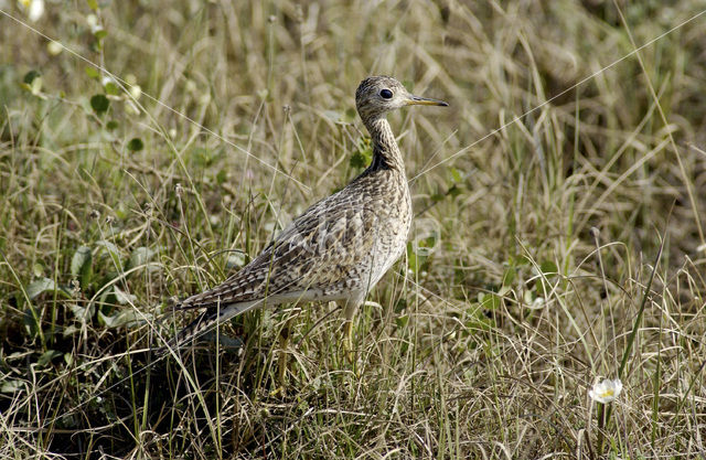 Bartrams Ruiter (Bartramia longicauda)