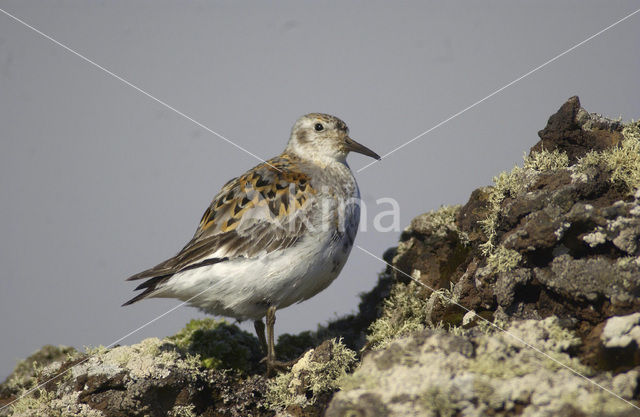 Rock Sandpiper (Calidris ptilocnemis)