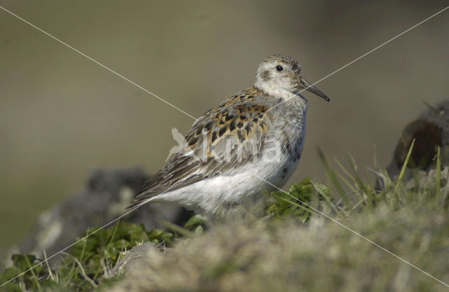 Rock Sandpiper (Calidris ptilocnemis)