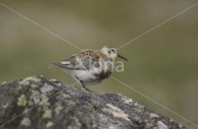 Rock Sandpiper (Calidris ptilocnemis)