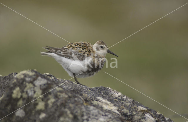 Beringstrandloper (Calidris ptilocnemis)