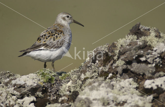 Rock Sandpiper (Calidris ptilocnemis)