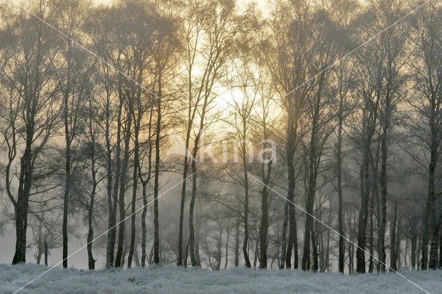 Berk (Betula)