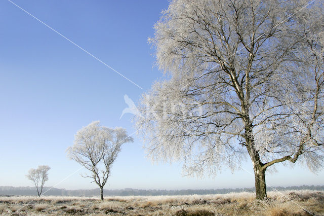 Berk (Betula)