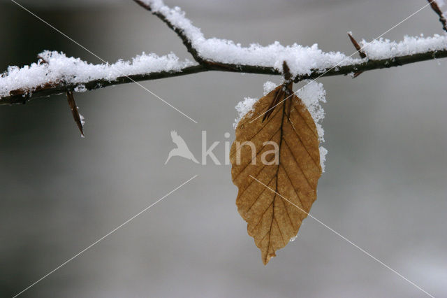 Beuk (Fagus sylvatica)