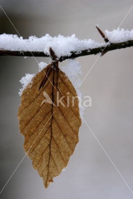 Beech (Fagus sylvatica)