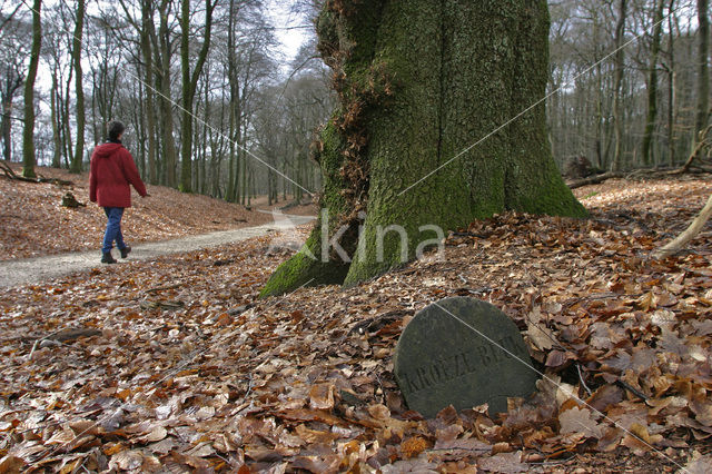 Beech (Fagus sylvatica)