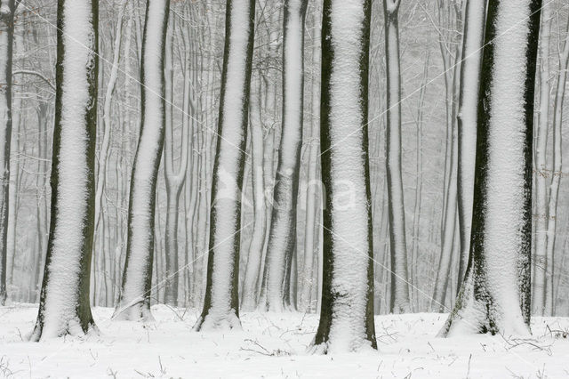 Beech (Fagus sylvatica)