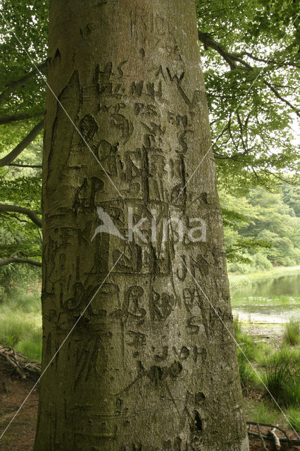 Beech (Fagus sylvatica)