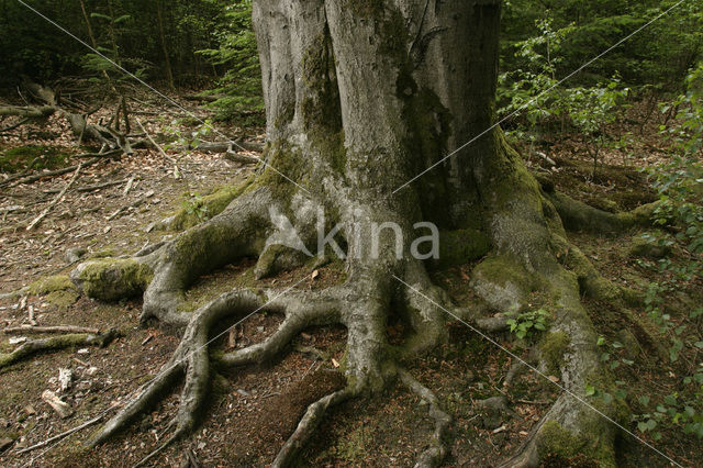 Beuk (Fagus sylvatica)