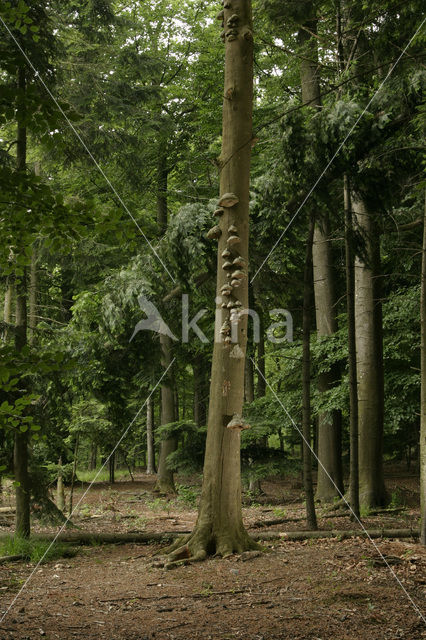 Beuk (Fagus sylvatica)