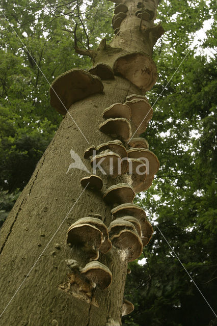 Beech (Fagus sylvatica)