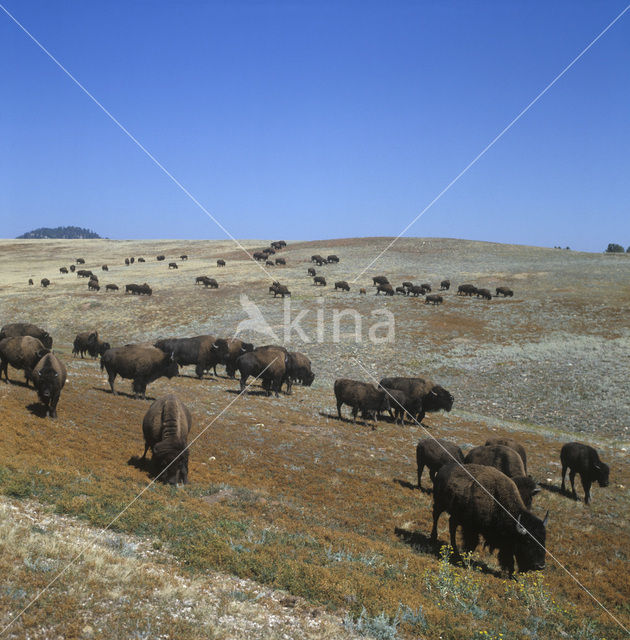 Bizon (Bison bison)